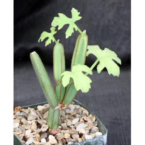 Cissus quadrangularis var. aculeatangula (WY 1101) 5-inch pots