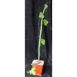 Cissus quadrangularis var. aculeatangula (WY 1173) 4-inch pots