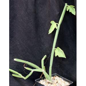 Cissus quadrangularis var. pubescens (Voi, Kenya) one-gallon pot