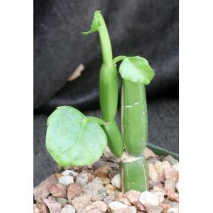 Cissus quadrangularis var. quadrangularis (WY 1151) 4-inch pots