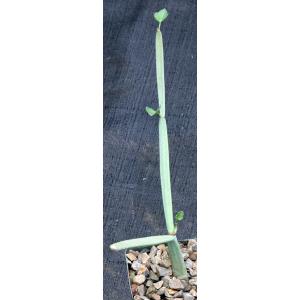 Cissus subaphylla 4-inch pots