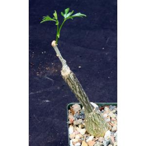 Cissus tuberosa 4-inch pots