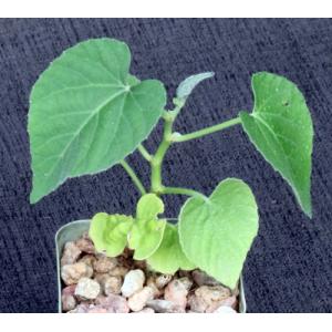 Cissus tuberosa 2-inch pots