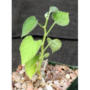 Cissus tuberosa 4-inch pots