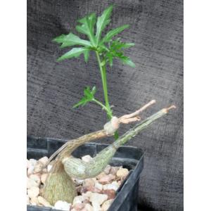 Cissus tuberosa 5-inch pots