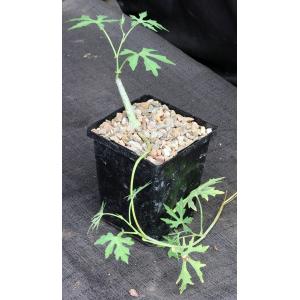 Cissus tuberosa 5-inch pots