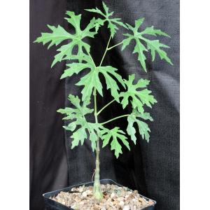 Cissus tuberosa one-gallon pots