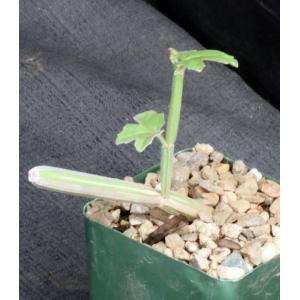 Cissus adeyana 4-inch pots