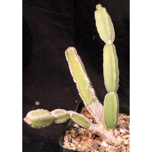 Cissus cactiformis 5-inch pots