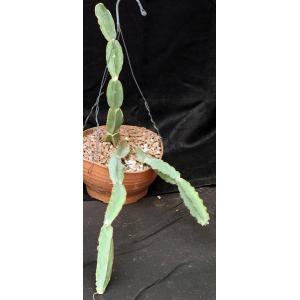 Cissus cactiformis (WY 1203) 8-inch pots