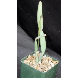 Cissus hamaderoensis (WY 1098) 4-inch pots
