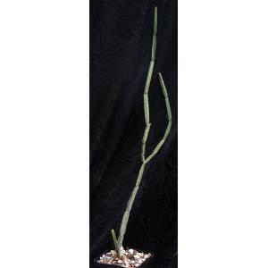 Cissus phymatocarpa 5-inch pots