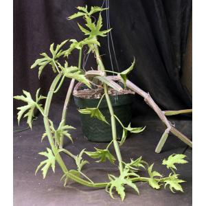 Cissus quadrangularis var. quadrangularis (WY 1177) 8-inch pots