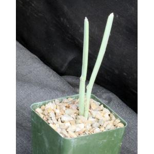 Cissus subaphylla 4-inch pots