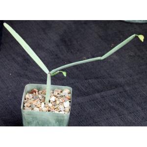 Cissus subaphylla 4-inch pots