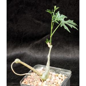 Cissus tuberosa 5-inch pots