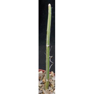 Cissus adeyana (WY 1165) 4-inch pots