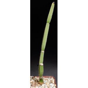 Cissus quadrangularis var. pubescens (Voi, Kenya) 4-inch pots