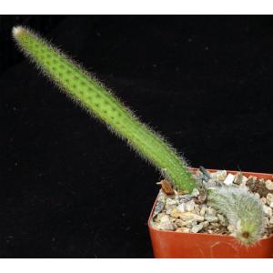Cleistocactus paraguayensis 4-inch pots