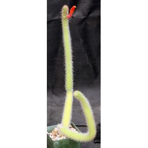 Cleistocactus paraguayensis 4-inch pots