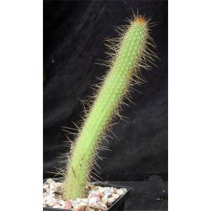 Cleistocactus smaragdiflorus 5-inch pots