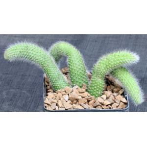 Cleistocactus winteri ssp. colademononis 5-inch pots