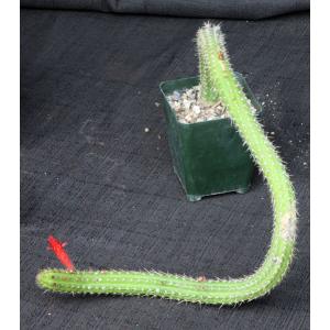 Cleistocactus samaipatanus 4-inch pots