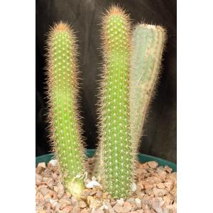Cleistocactus smaragdiflorus 8-inch pots
