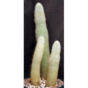 Cleistocactus straussii 2-gallon pots