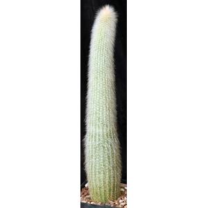 Cleistocactus straussii one-gallon pots