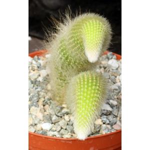 Cleistocactus winteri ssp. colademononis 6-inch pots