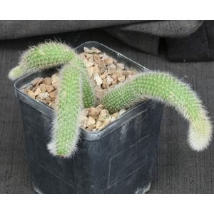 Cleistocactus winteri ssp. colademononis 5-inch pots