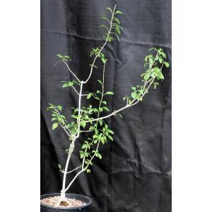 Clerodendrum makanjanum 2-gallon pots