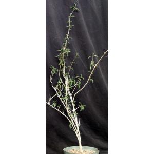 Clerodendrum makanjanum 8-inch pots