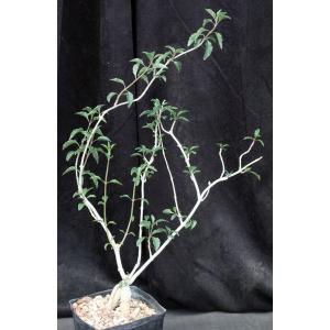 Clerodendrum makanjanum one-gallon pots