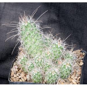 Cochemiea setispina one-gallon pots