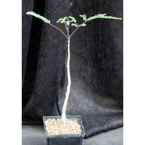 Covillea racemosa5-inch pots