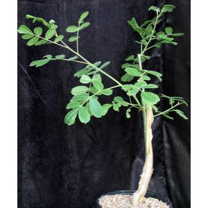Commiphora marlothii 2-gallon pots
