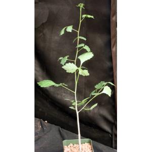 Commiphora africana 4-inch pots