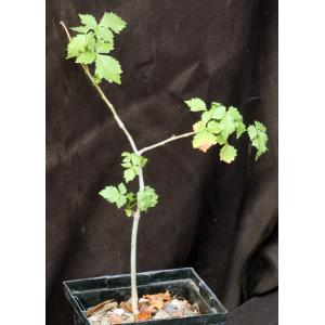 Commiphora africana 5-inch pots