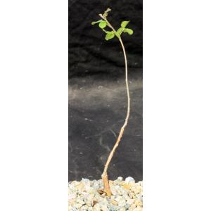 Commiphora orbicularis 5-inch pots