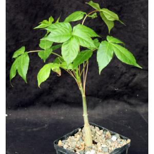 Commiphora unilobata 5-inch pots