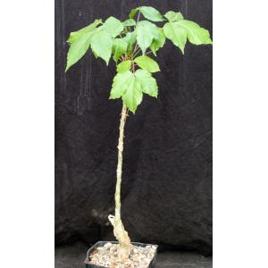 Commiphora unilobata one-gallon pots