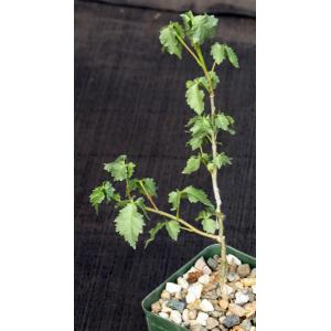 Commiphora africana 4-inch pots