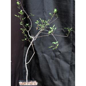 Commiphora angolensis one-gallon pots