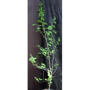 Commiphora edulis ssp. holosericea 2-gallon pots