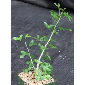 Commiphora harveyi 4-inch pots