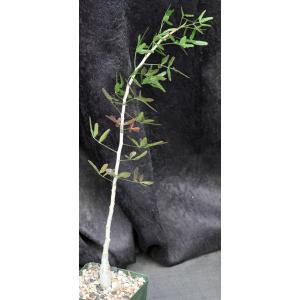Commiphora humbertii 4-inch pots
