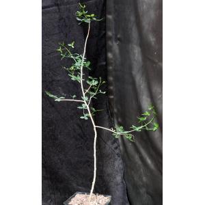 Commiphora humbertii one-gallon pots