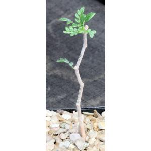 Commiphora monstruosa 4-inch pots